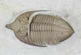 Huntonia Trilobite - Bob Carroll Prepared #20886-3